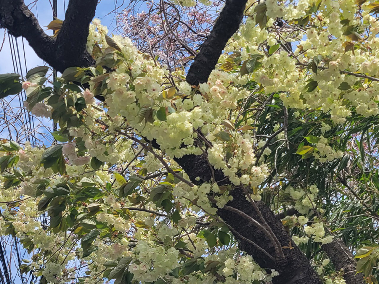欝金桜（ウコンザクラ）