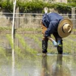 バケツ水田シリーズ1